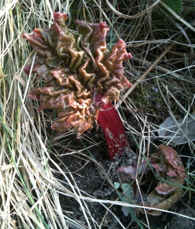 un air de printemps... :) Rhubarbe-2-feuilles