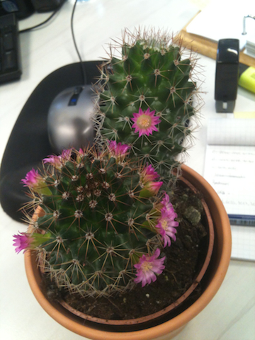 Une envie de printemps !!! Cactus